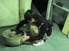 sinnen (273)_samu.gif